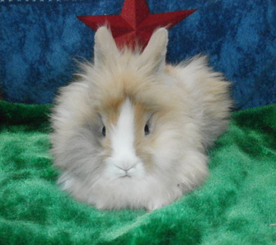miniature bunny for sale near me