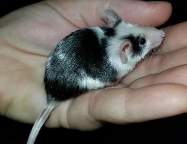 black and white fancy mouse